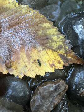 Image of Dasysyrphus creper (Snow 1895)