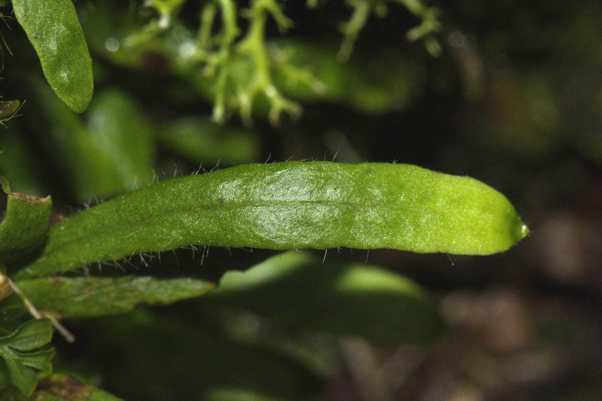 Notogrammitis ciliata (Col.) Parris的圖片