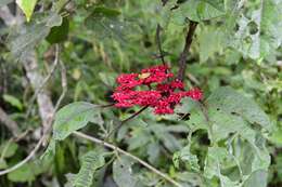 Image of Cissus biformifolia Standl.