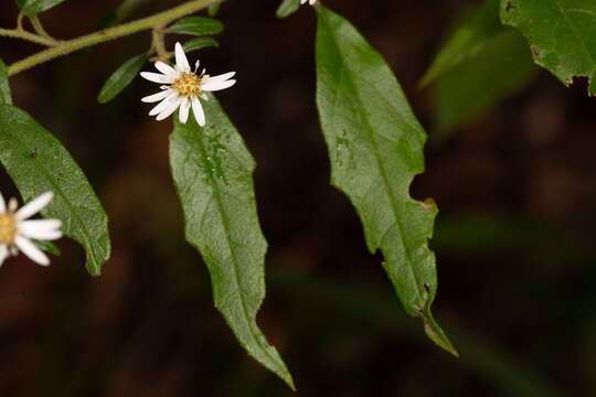 Olearia nernstii F. Müll. resmi