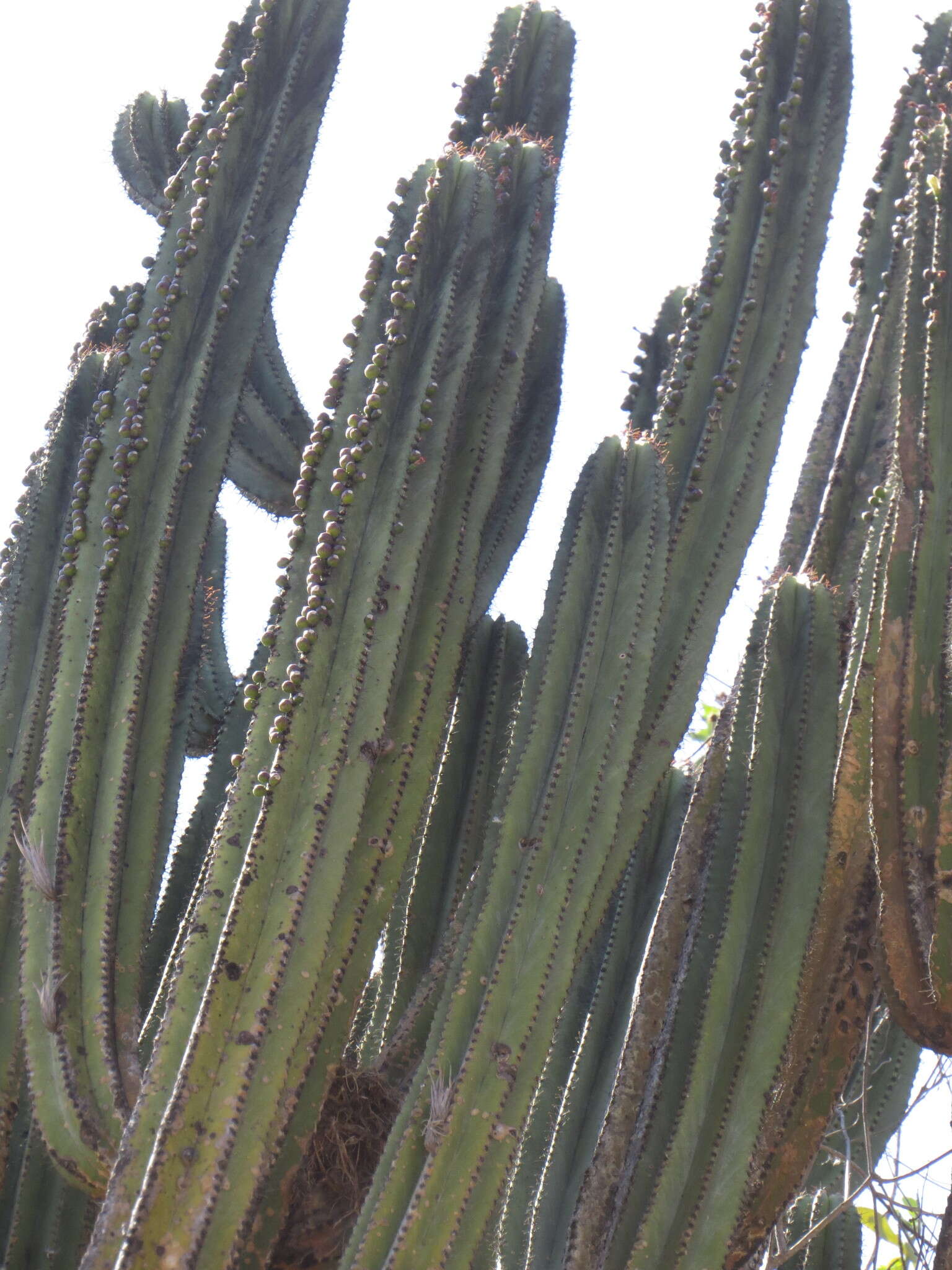 Image of Myrtillocactus schenckii (J. A. Purpus) Britton & Rose