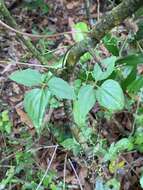 Image of Florida Valerian