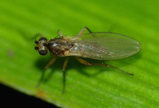 Image of Lonchoptera bifurcata (Fallen 1810)