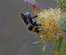 Image of Bombus barbutellus (Kirby 1802)