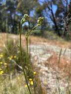 Слика од Dianella tarda Horsfall & G. W. Carr