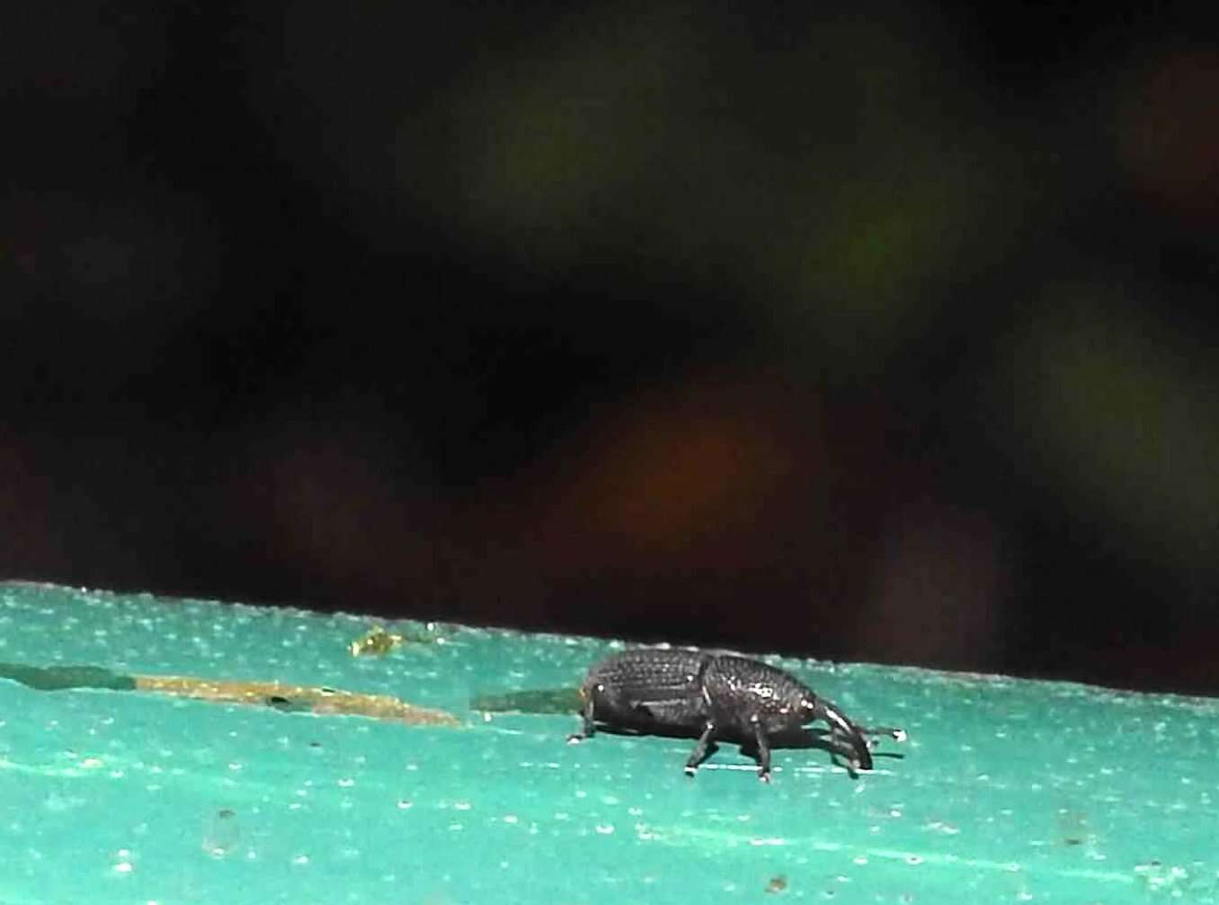 Image of Weevil