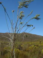 Image of Psoralea sordida