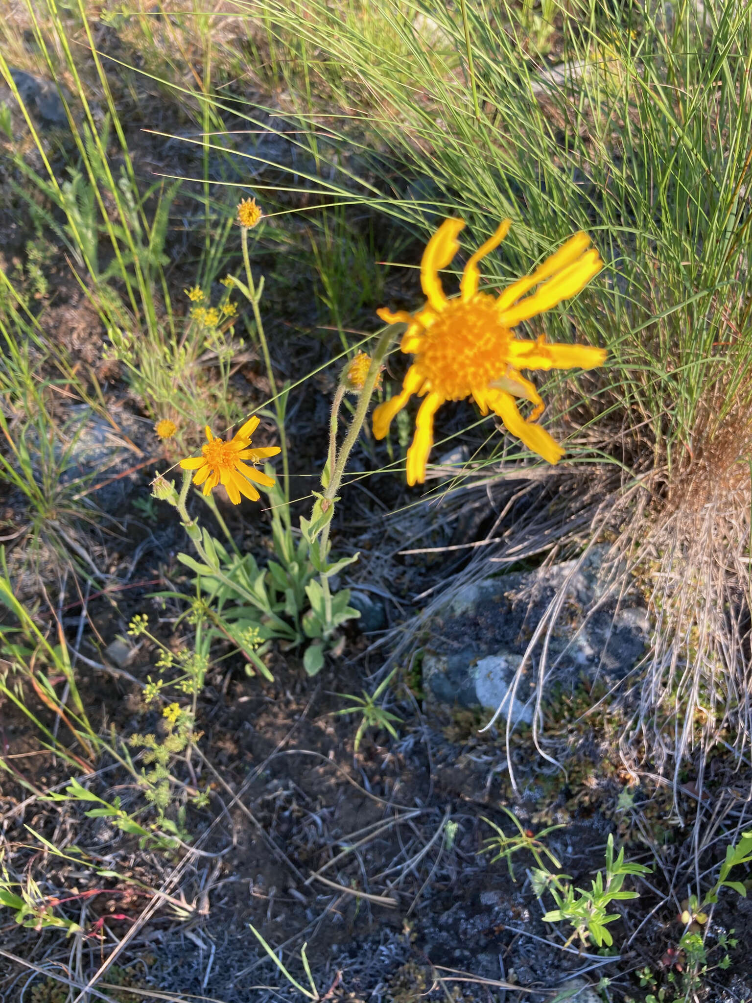 Imagem de Arnica fulgens Pursh