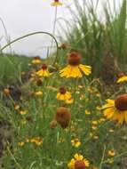 Image of longdisk sneezeweed