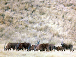 Image of Fringe-eared oryx