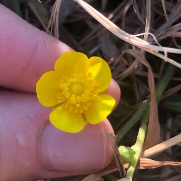 Слика од Ranunculus multifidus Forsk.