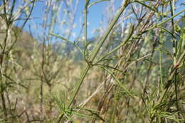 Imagem de Stachys angustifolia M. Bieb.