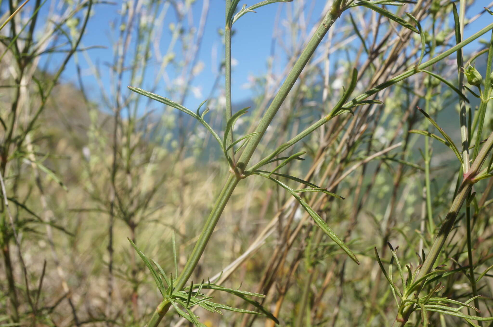 Imagem de Stachys angustifolia M. Bieb.