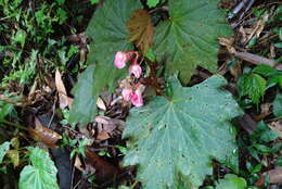 Image of Begonia palmata D. Don