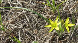 Image of Gagea pusilla (F. W. Schmidt) Sweet