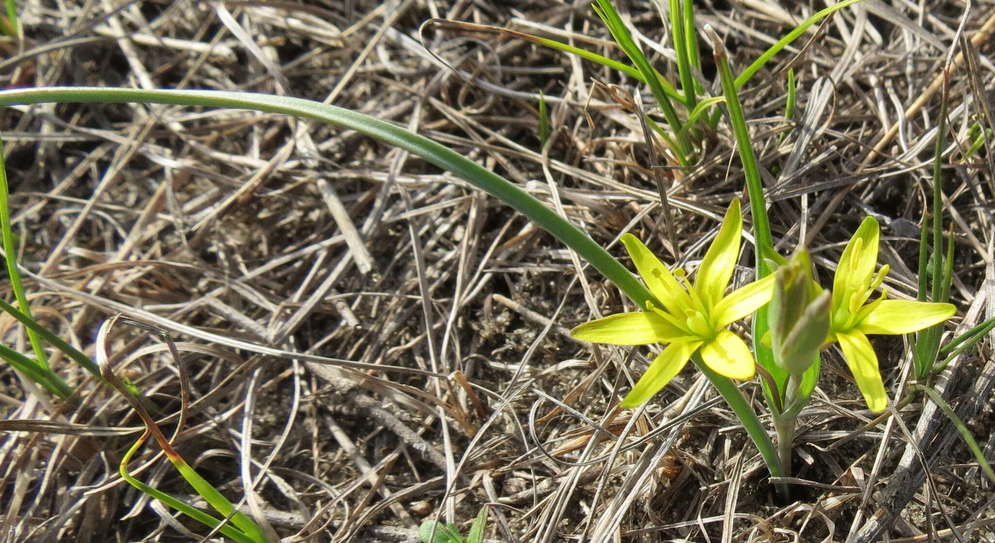 Image of Gagea pusilla (F. W. Schmidt) Sweet