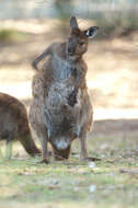 Macropus fuliginosus (Desmarest 1817) resmi