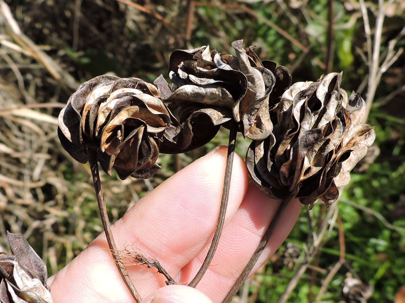 Image de Desmanthus illinoensis (Michx.) MacMill.