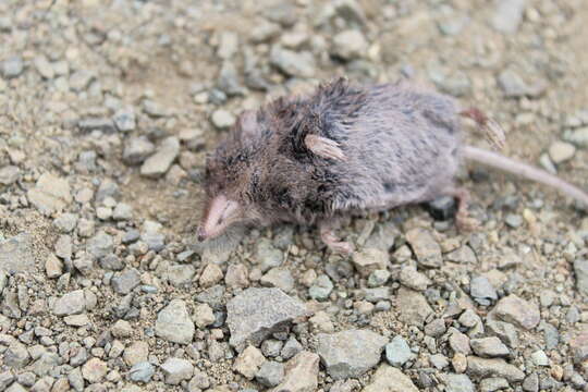 Image of Ornate Shrew