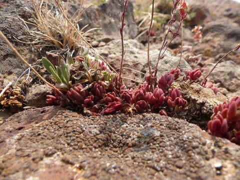 Image de Sedum lanceolatum subsp. lanceolatum