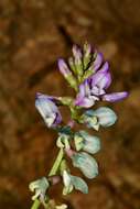 Image of Astragalus guatemalensis Hemsl.