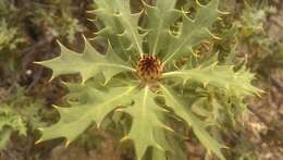 Image of Banksia arborea (C. A. Gardner) A. R. Mast & K. R. Thiele