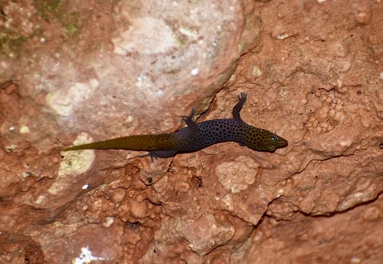 Sphaerodactylus dimorphicus Fong & Diaz 2004 resmi