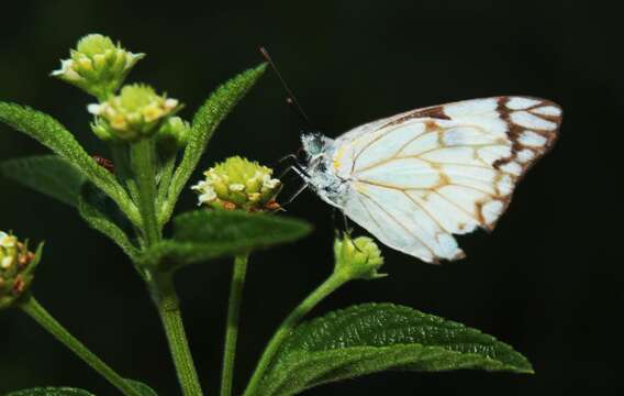 Image of Caper white