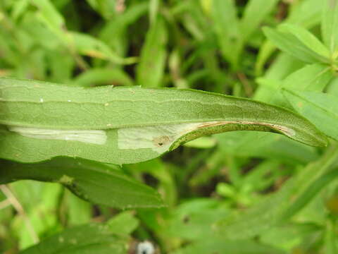 Image of Goldenrod Leaf Miner