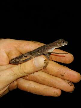 Image of Water  Anole