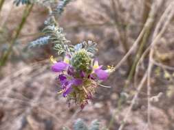 Plancia ëd Dalea bicolor var. orcuttiana Barneby