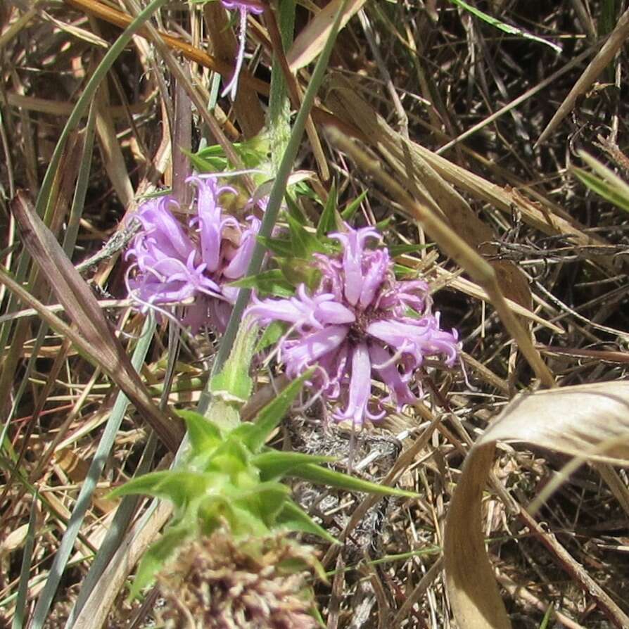 Слика од Liatris squarrosa (L.) Michx.