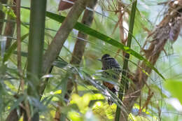 Image of Ochre-rumped Antbird