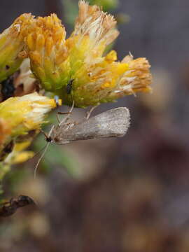 Imagem de Cisthene faustinula (Boisduval 1869)