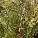 Image of Sticky Flatsedge