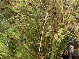 Image of Sticky Flatsedge