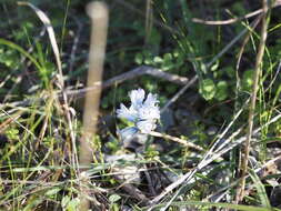 Image of Bellevalia hyacinthoides (Bertol.) K. Perss. & Wendelbo