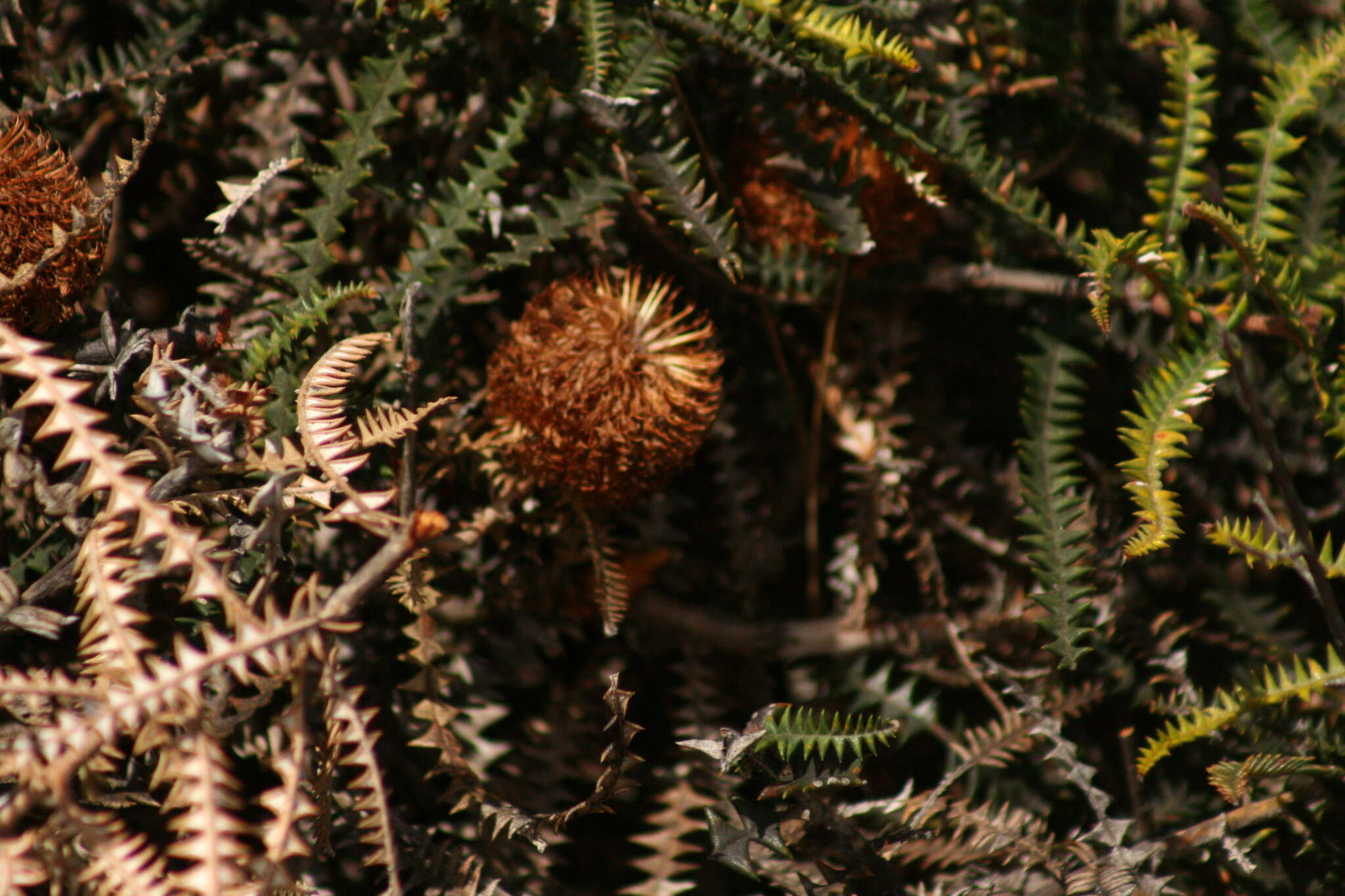 Imagem de Banksia dryandroides Baxter