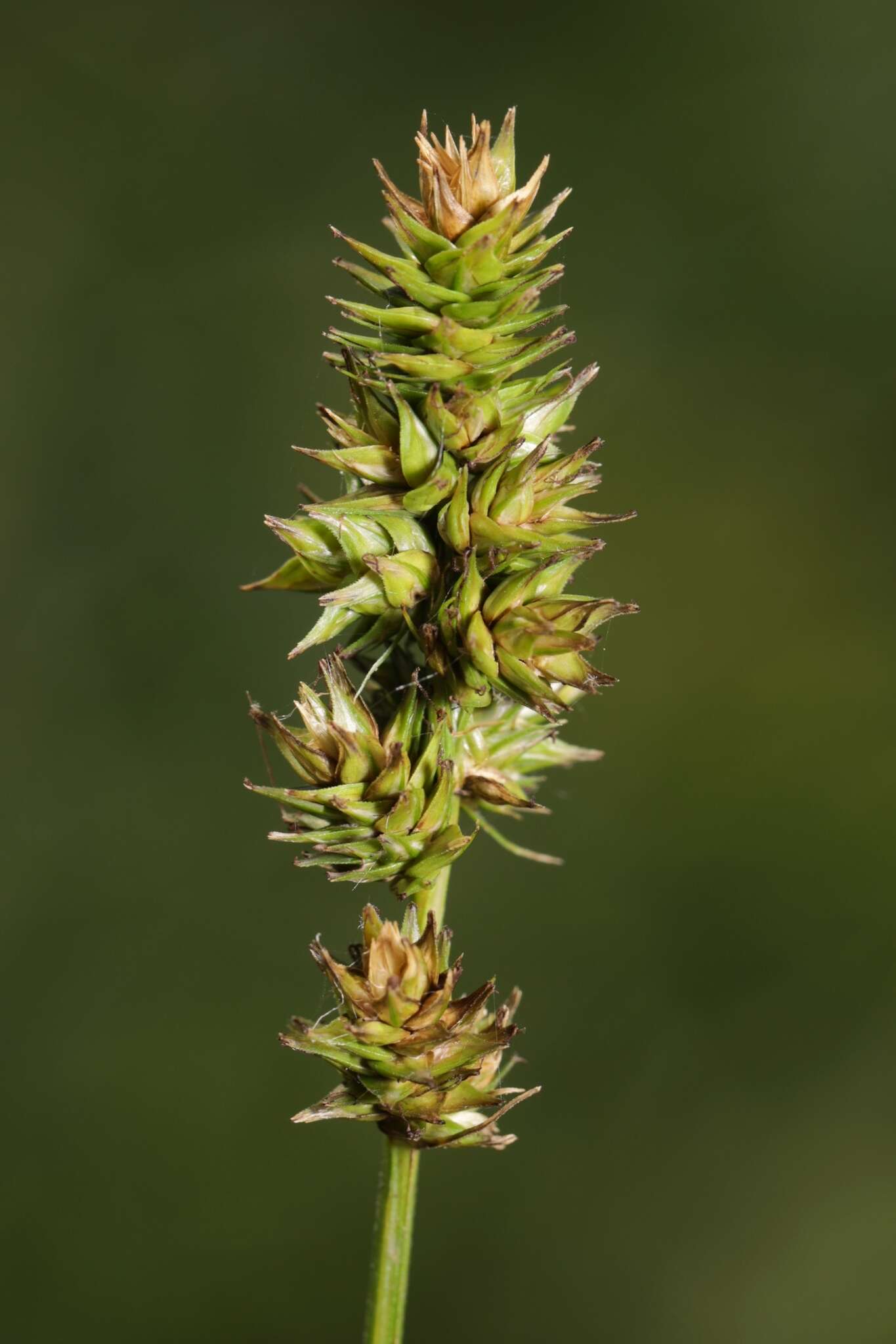 Image of glomerate sedge