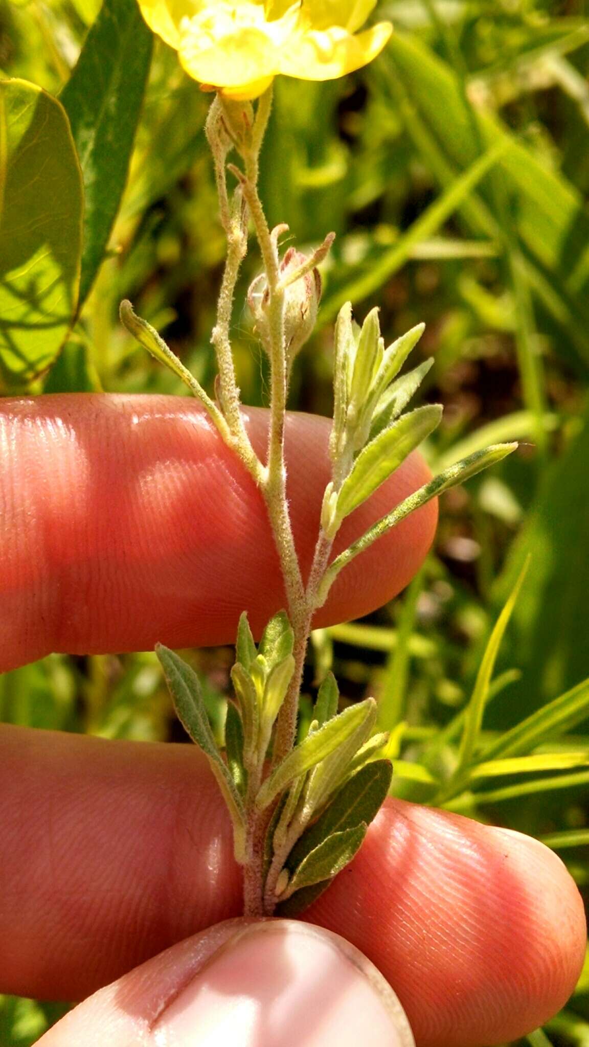 Image of hoary frostweed