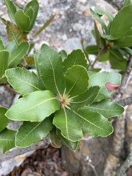 Image of Broad-leaved waxberry