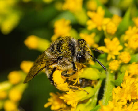 Image of Colletes simulans armatus Patton 1879