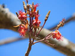 Image of Eriotheca roseorum (Cuatrec.) A. Robyns