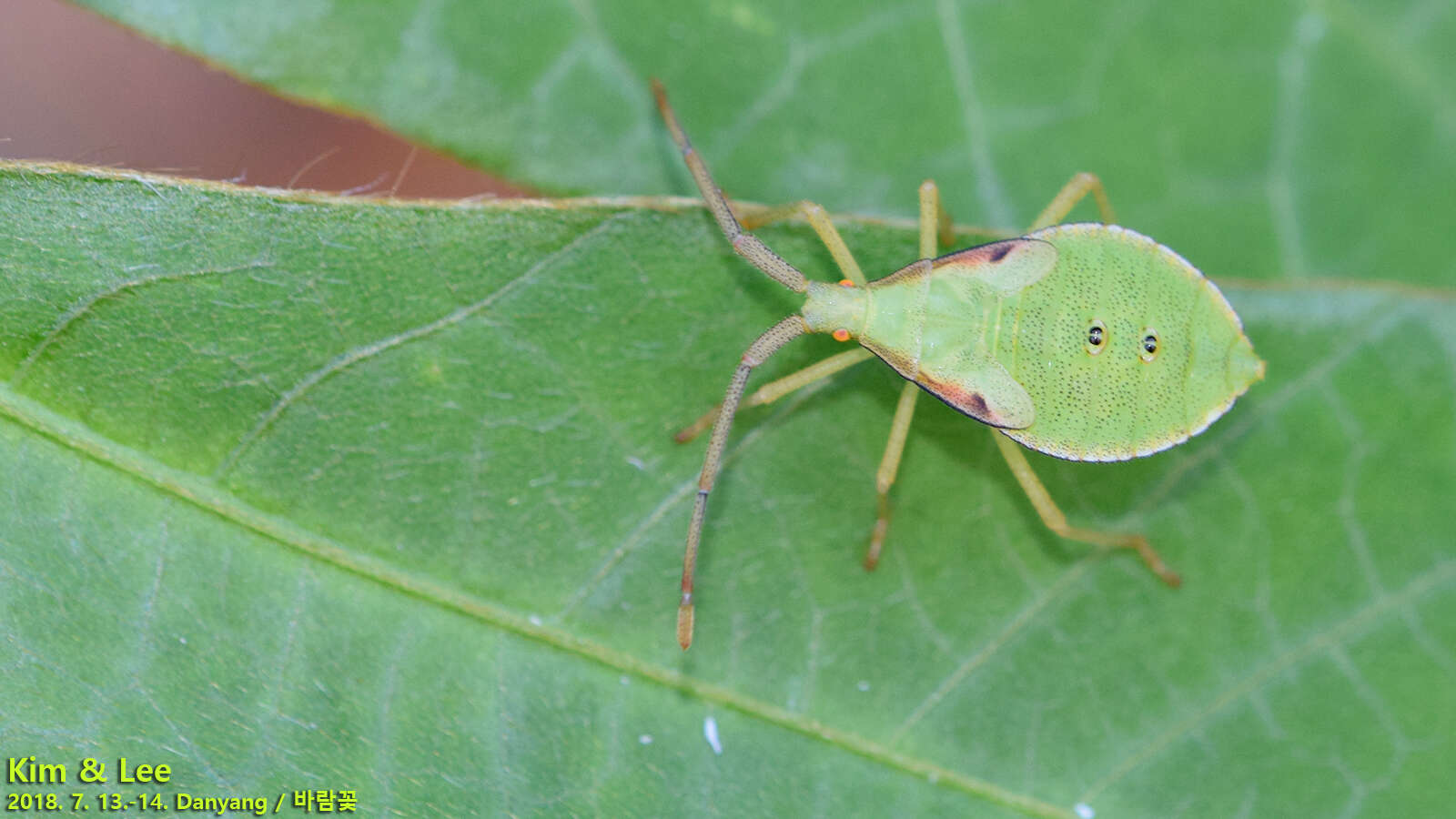 Imagem de Homoeocerus (Tliponius) dilatatus Horváth 1879