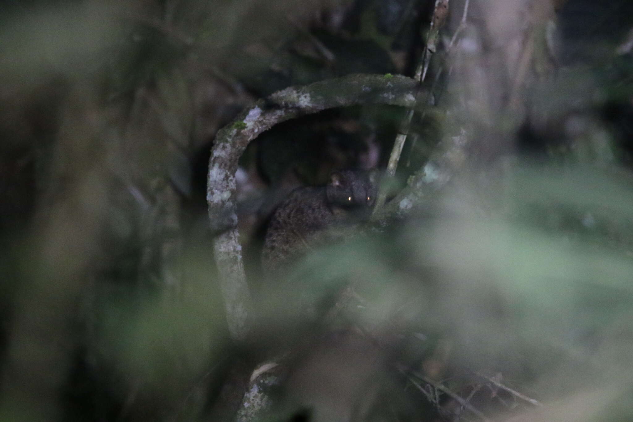 Image of African palm civets