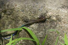 Image de Plestiodon capito (Bocourt 1879)