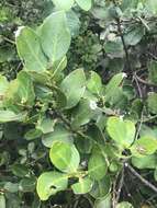 Image of Round-leaved Poison-bush