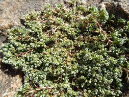 Image of Scleranthus perennis subsp. perennis