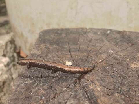 Image of Yucatan Mushroomtongue Salamander