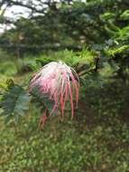 Image of Calliandra magdalenae (DC.) Benth.